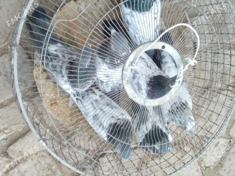 kepter - Türkmenabat - img 4