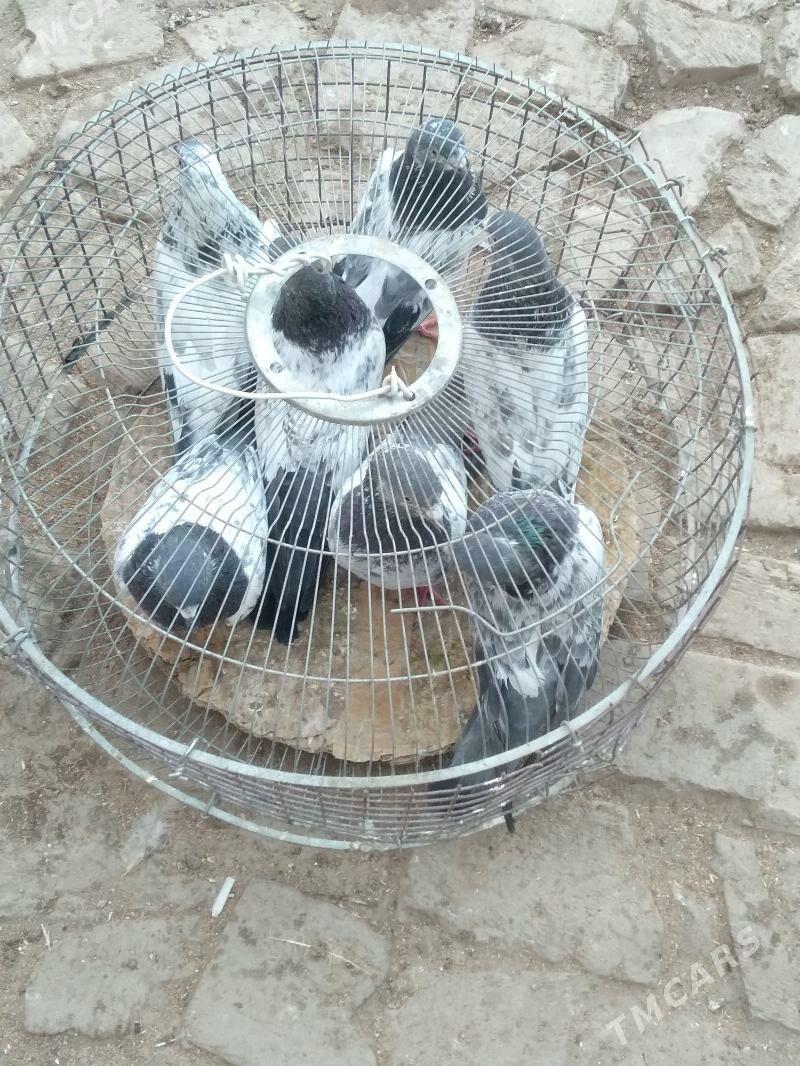 kepter - Türkmenabat - img 2