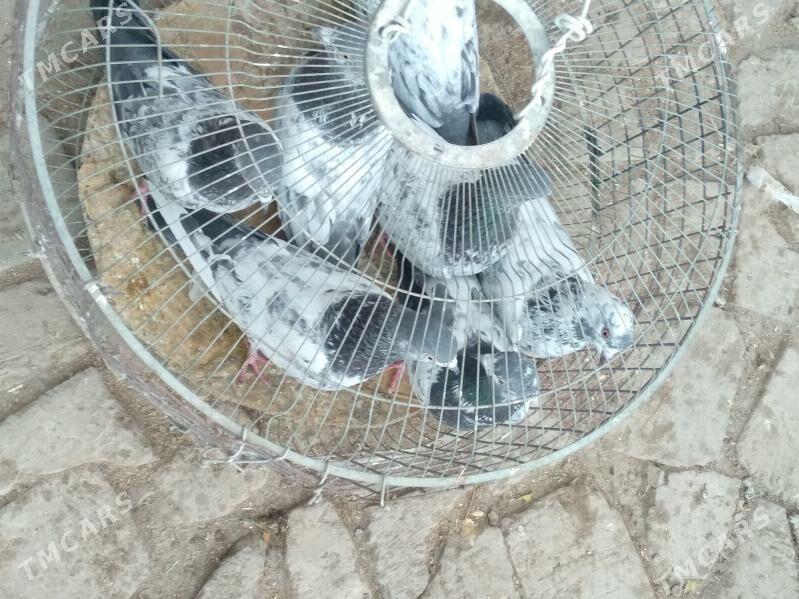 kepter - Türkmenabat - img 3