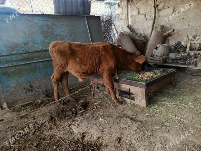 Göleli sygyr - Büzmeýin - img 3