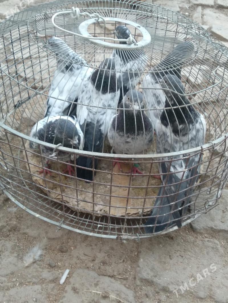 kepter - Türkmenabat - img 1