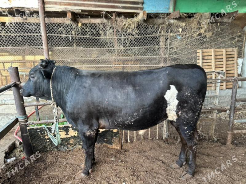 Okuz - Aşgabat - img 2