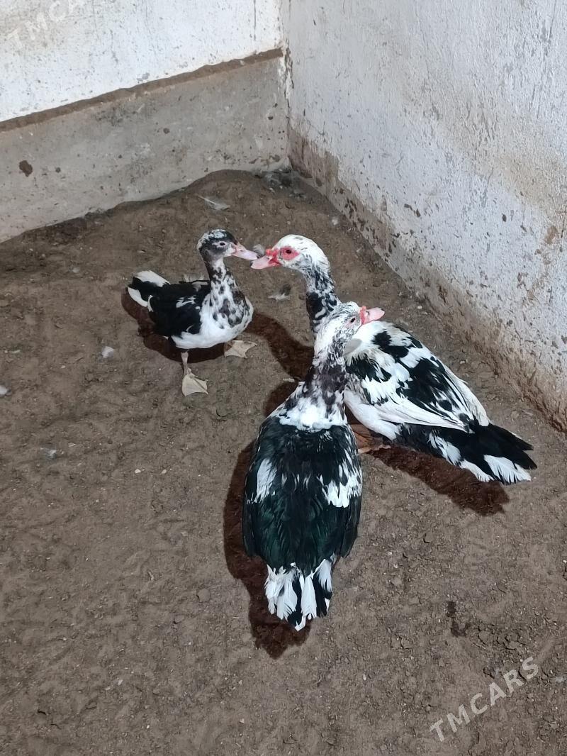 Ordek - Balkanabat - img 2