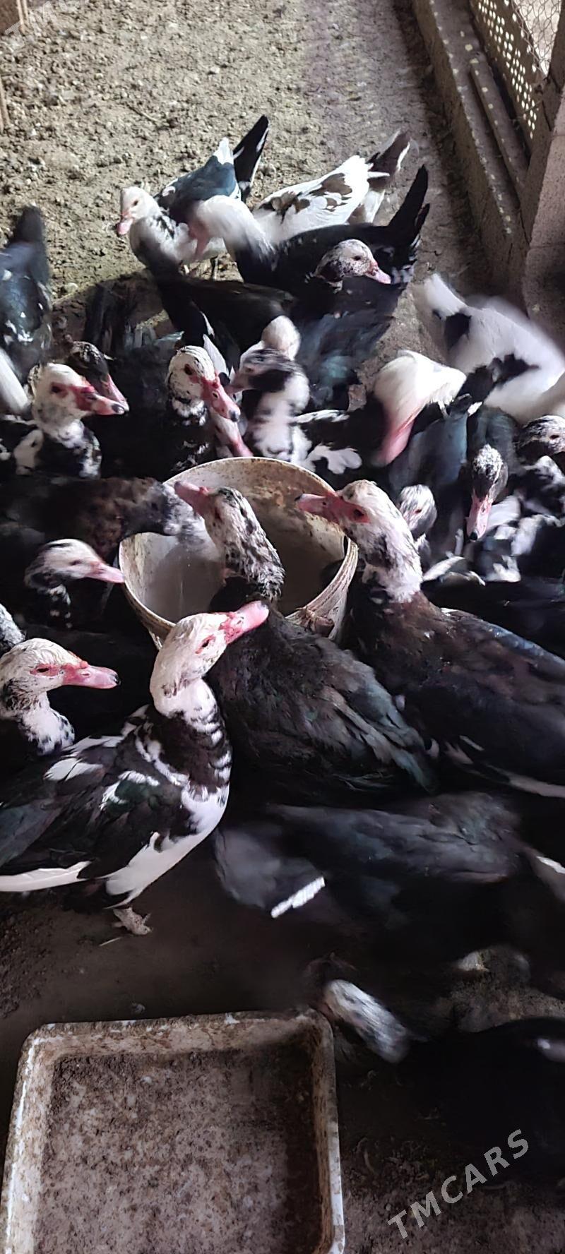 Indautga Ördek - Ашхабад - img 1