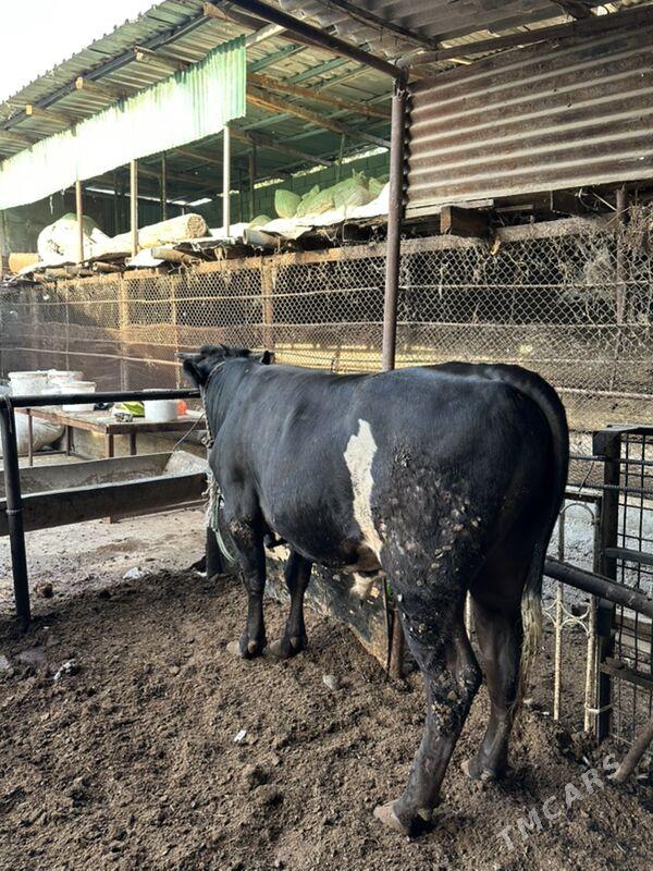 Okuz - Aşgabat - img 3