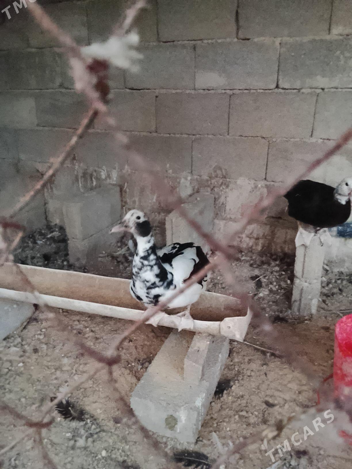 indautka ördek - Ашхабад - img 4