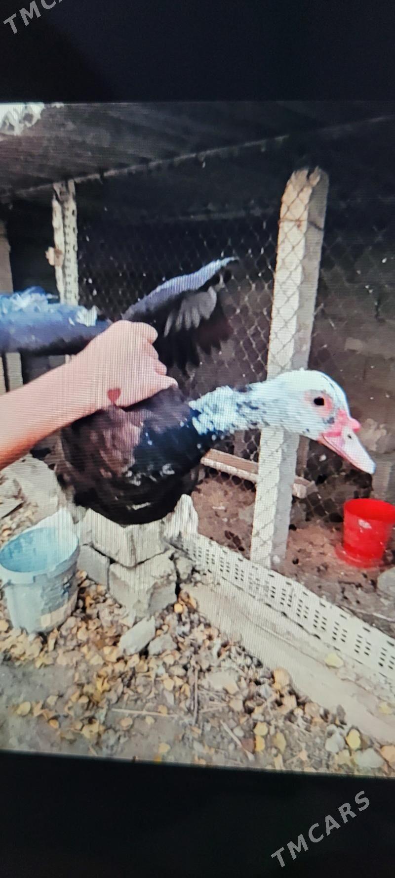 Indautga Ördek - Ашхабад - img 2