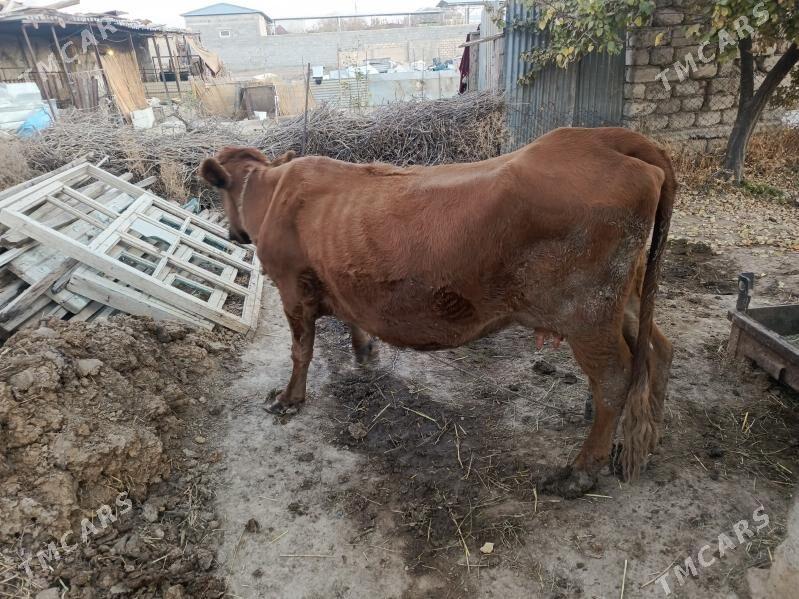 Göleli sygyr - Büzmeýin - img 6