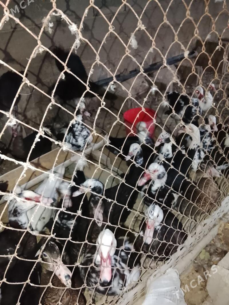 indautka ördek - Ашхабад - img 3