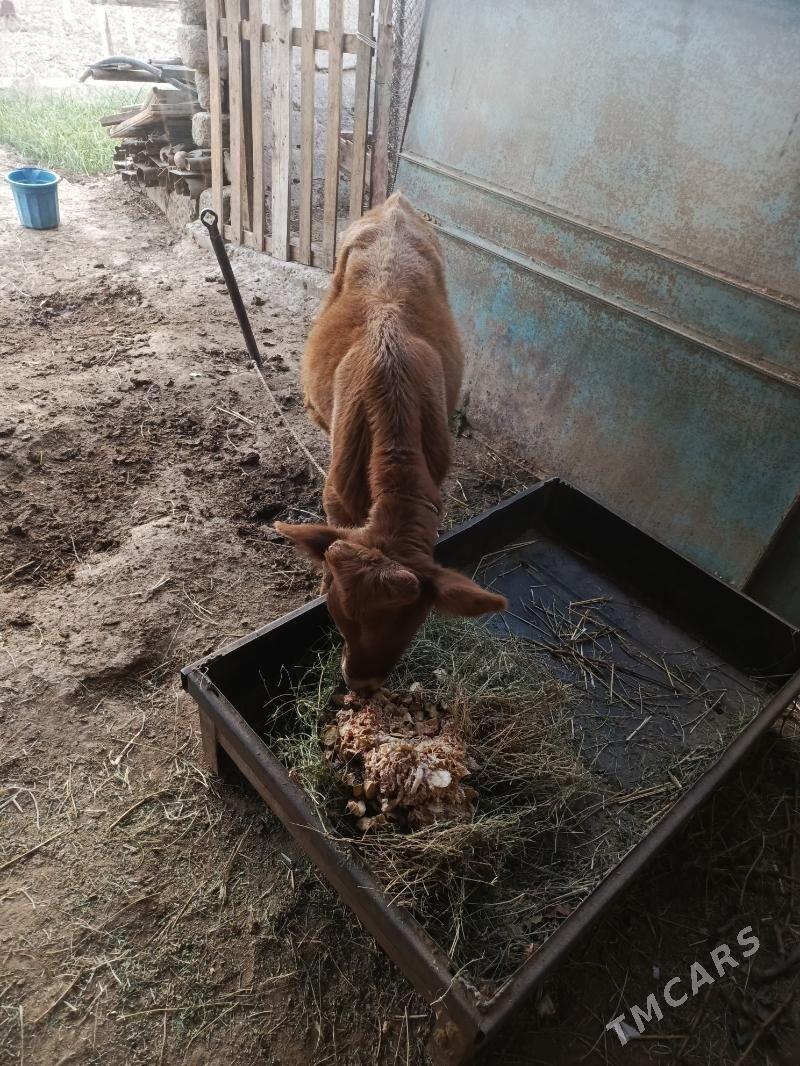 Göleli sygyr - Büzmeýin - img 4