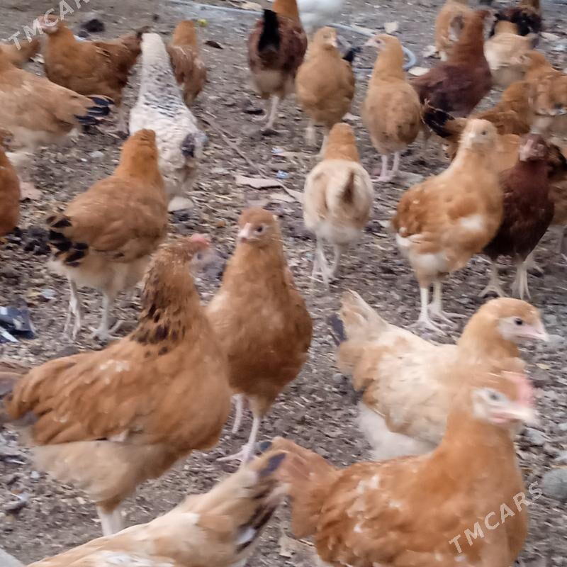 4 aylyk juyje - Бахарден - img 2