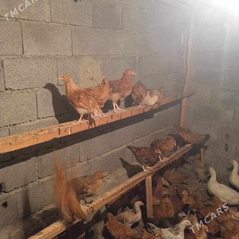 4 aylyk juyje - Бахарден - img 8