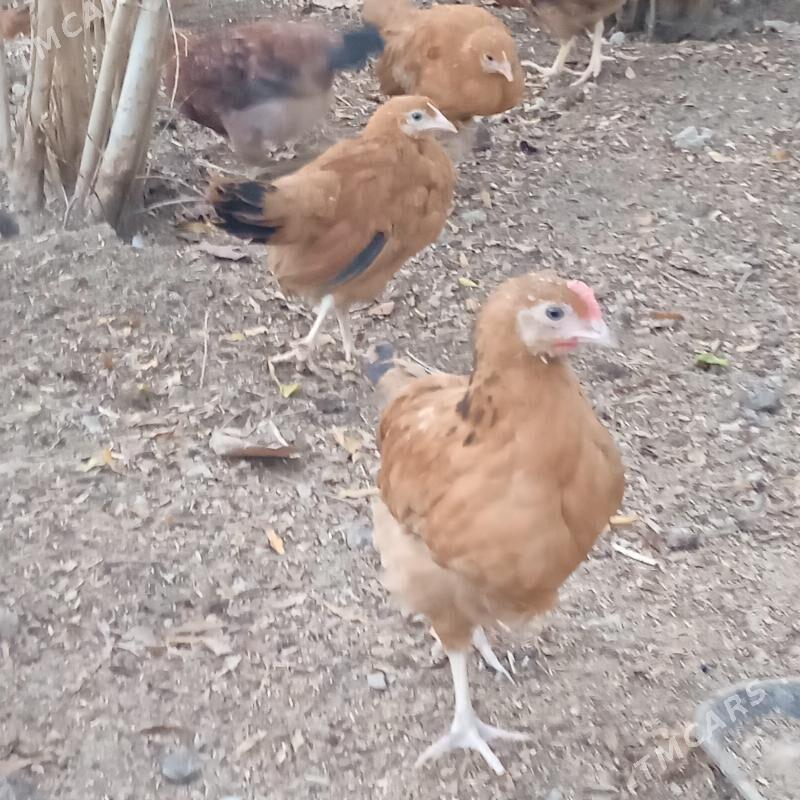 4 aylyk juyje - Бахарден - img 4