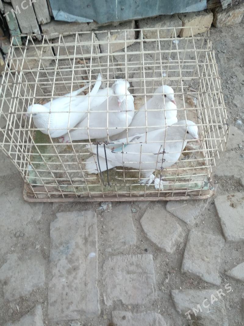 kepter - Туркменабат - img 2