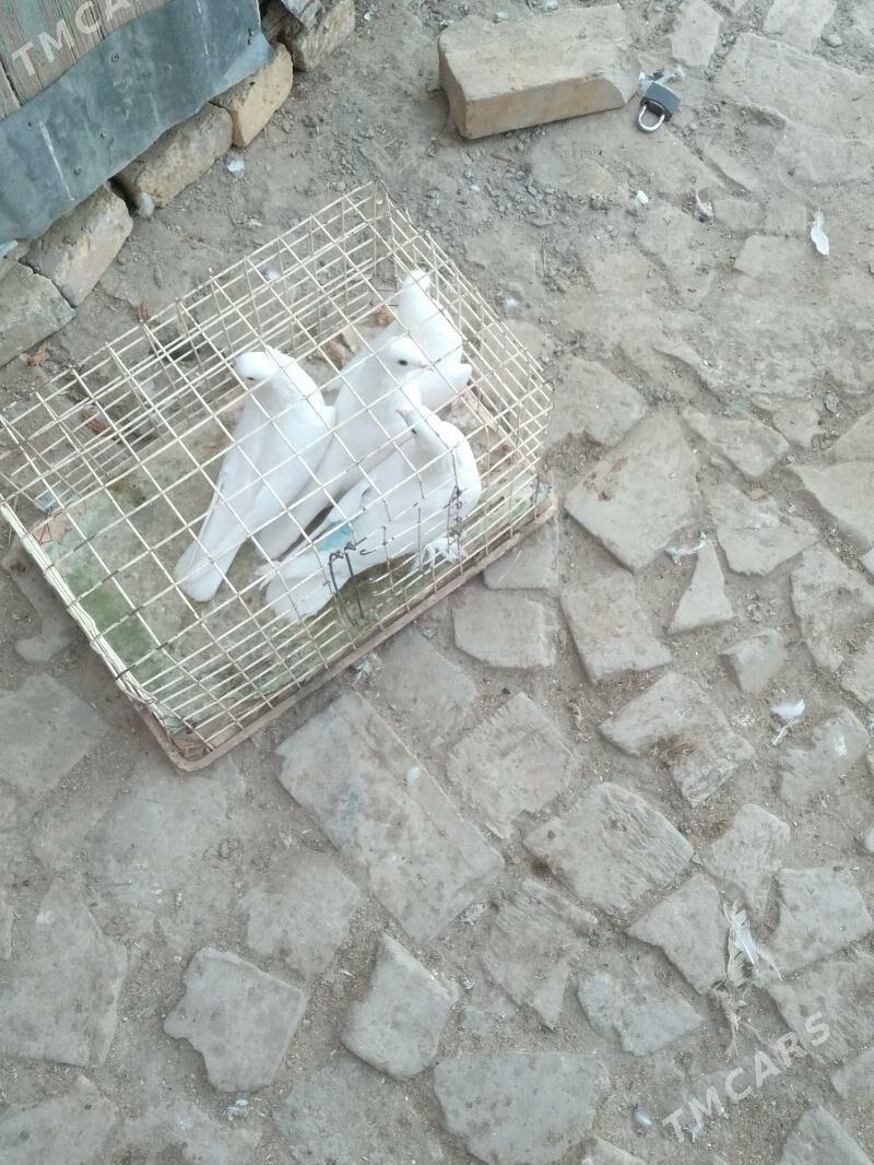 kepter - Туркменабат - img 4