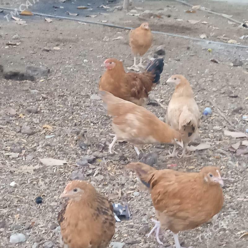 4 aylyk juyje - Бахарден - img 5