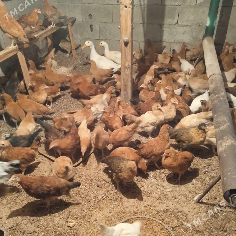 4 aylyk juyje - Бахарден - img 6