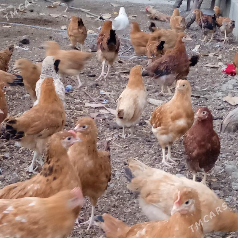 4 aylyk juyje - Бахарден - img 3