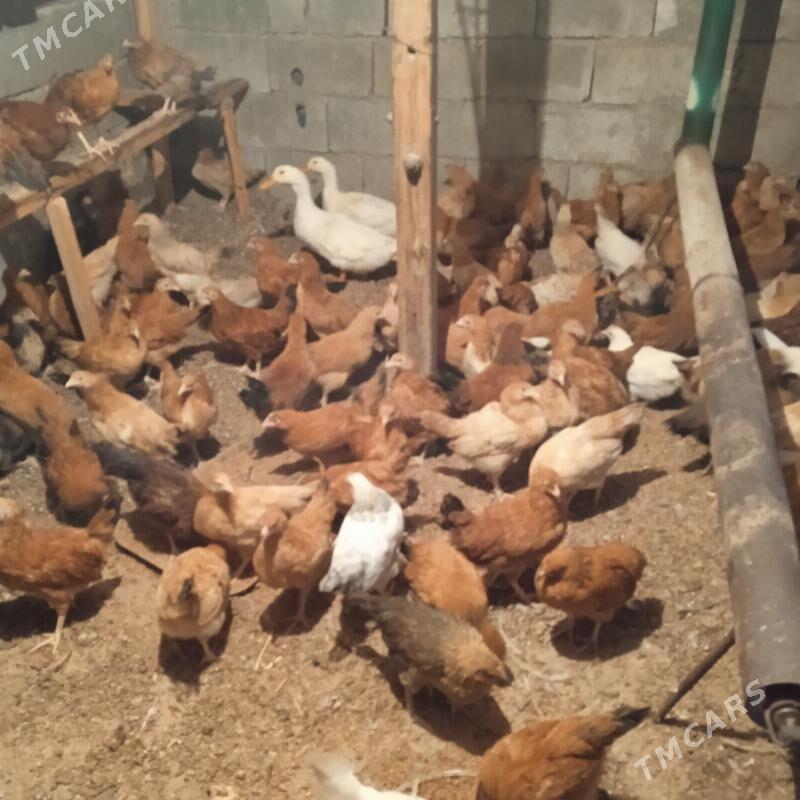 4 aylyk juyje - Бахарден - img 7