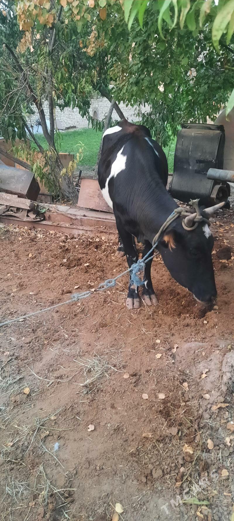 2 sany bogaz sygyr - Çärjew - img 2