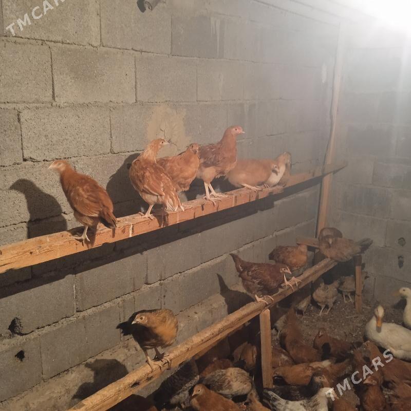 4 aylyk juyje - Бахарден - img 9