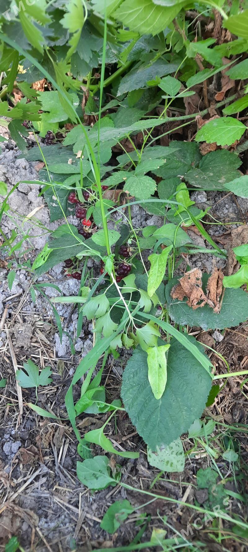 малина - Dänew - img 1