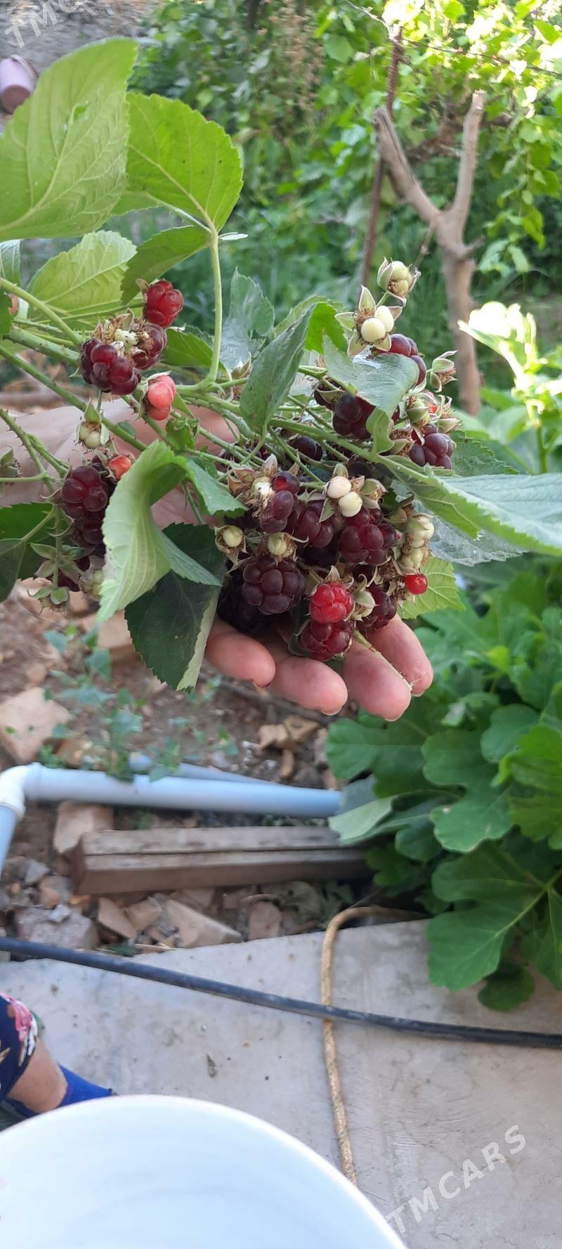 малина - Dänew - img 2