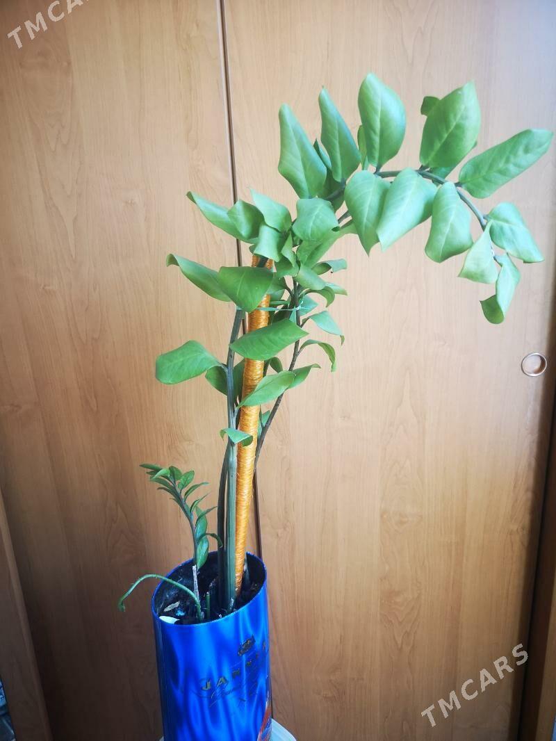 Комнатный цветок - 1 мкр - img 2