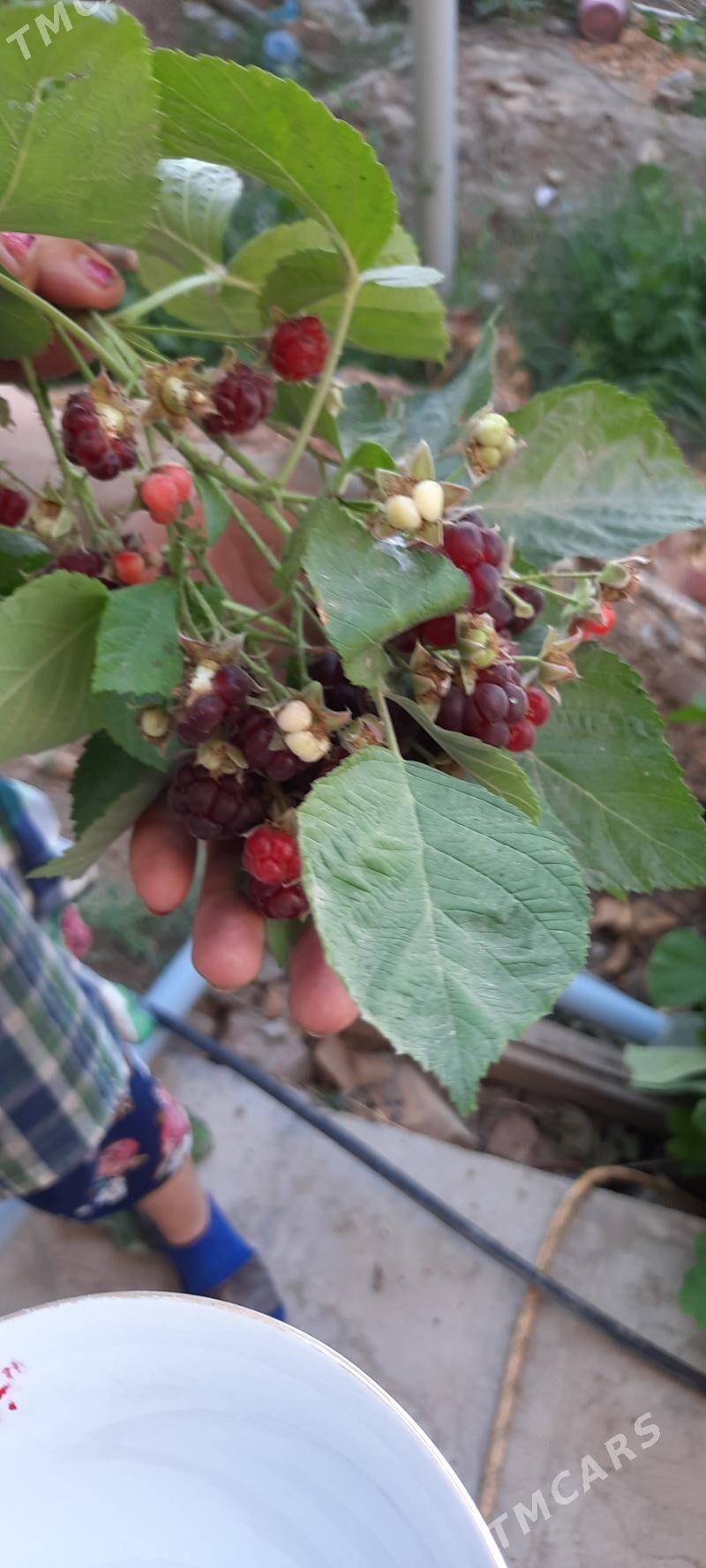 малина - Dänew - img 3