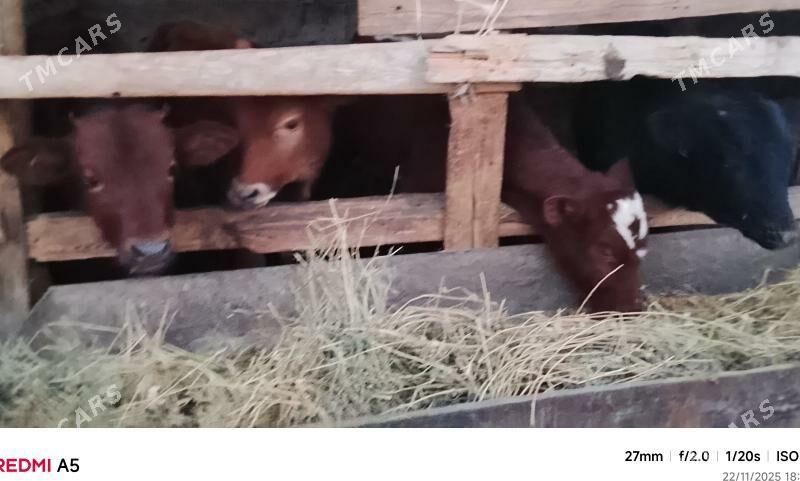 ökiz - Büzmeýin - img 2