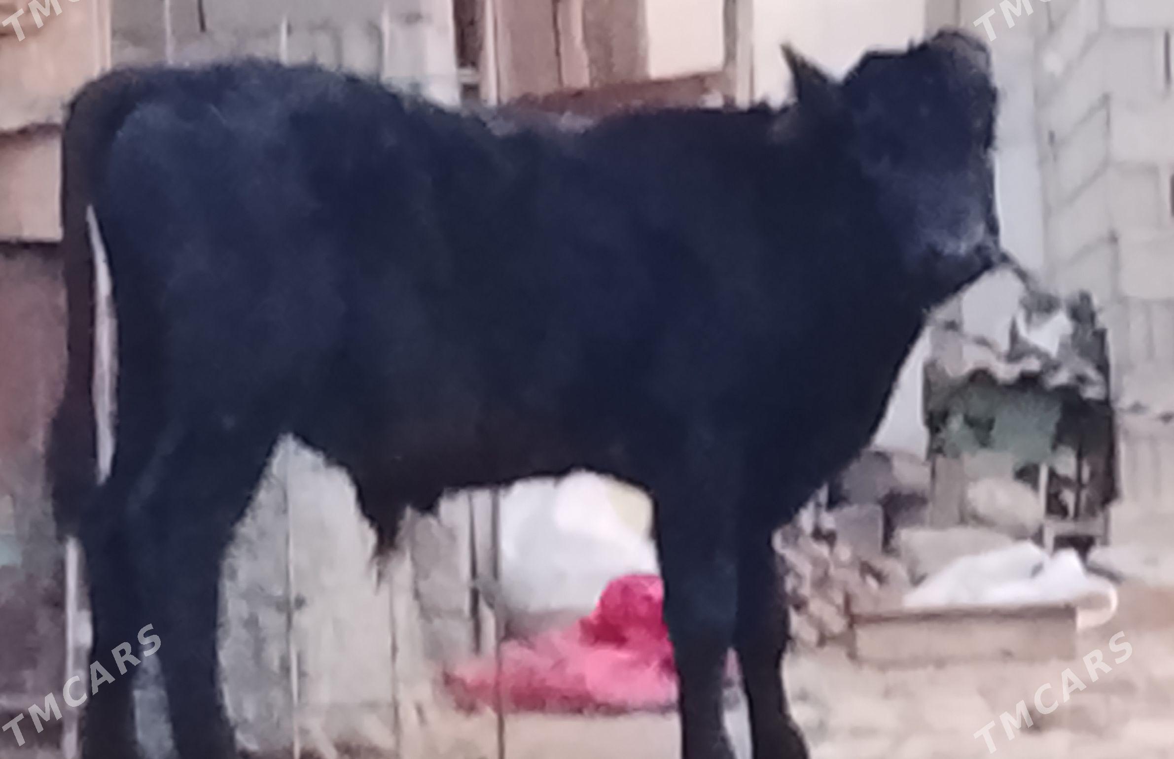 ökiz - Büzmeýin - img 1