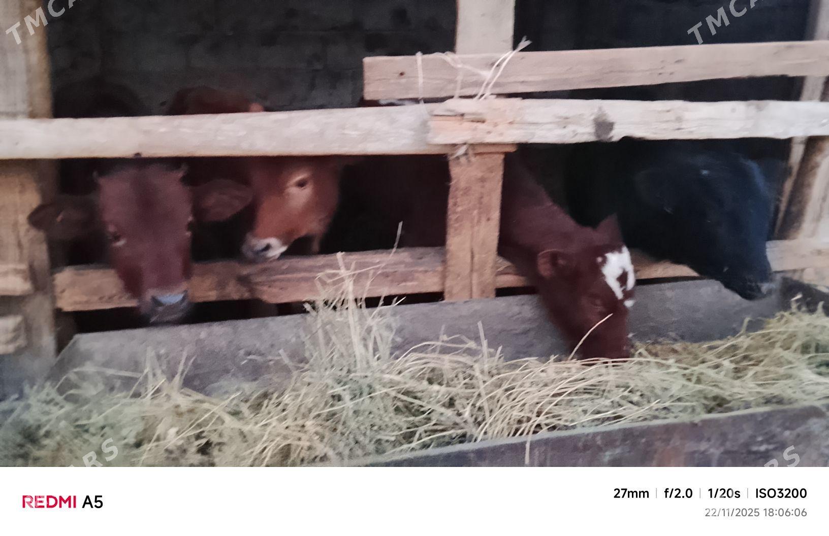 ökiz - Büzmeýin - img 5