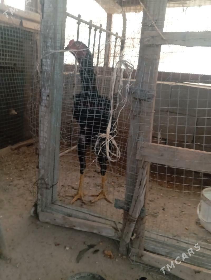 juyje - Бузмеин - img 3