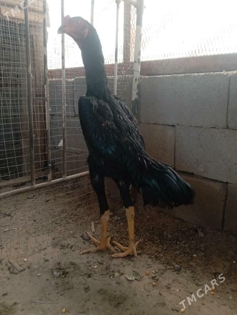 juyje - Бузмеин - img 2