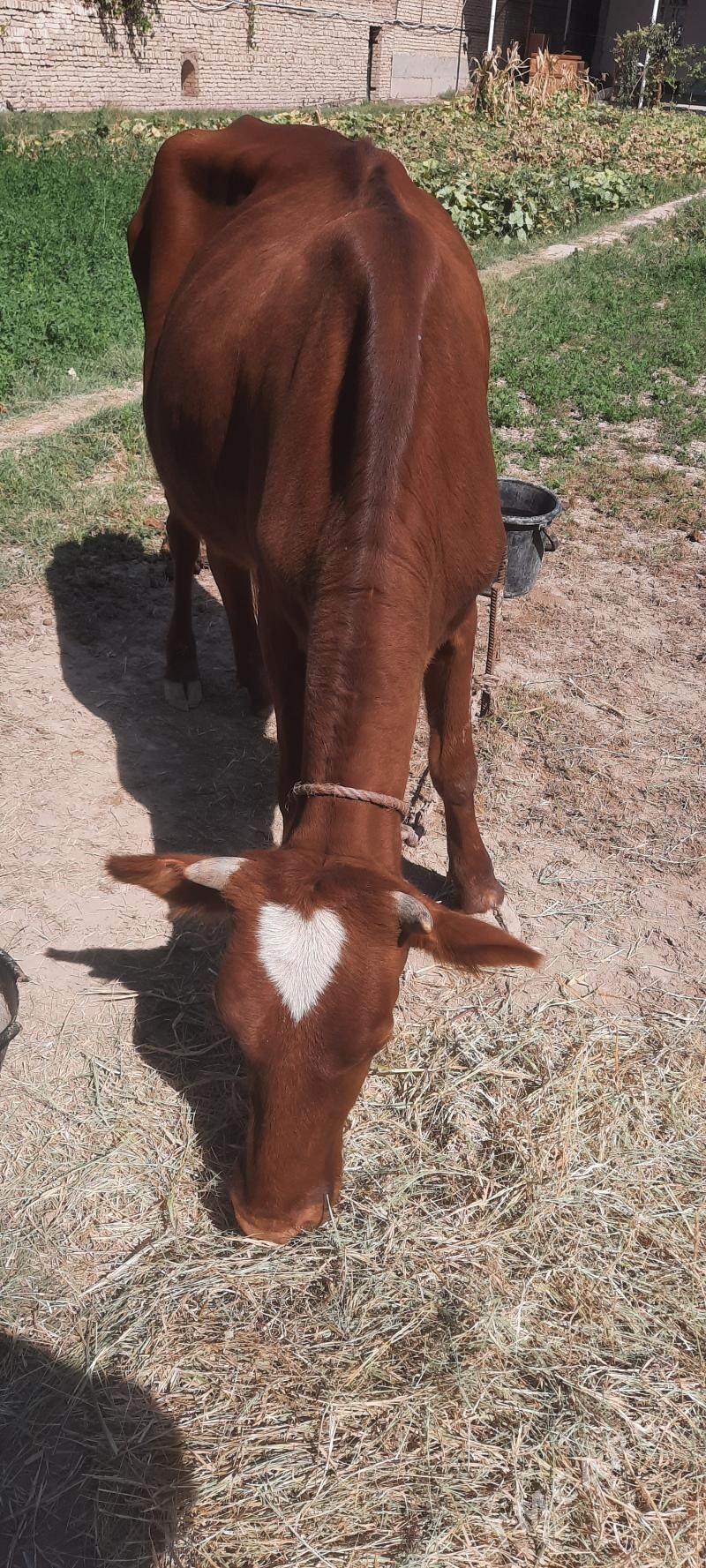 2 sany bogaz sygyr - Çärjew - img 3