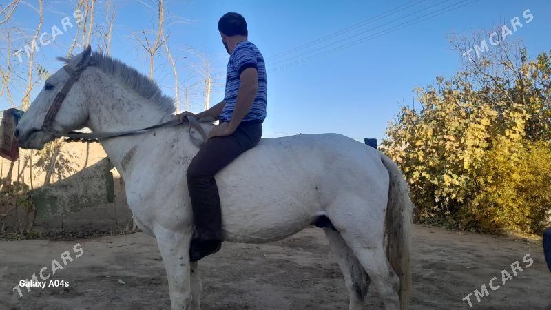 at - Türkmengala - img 2