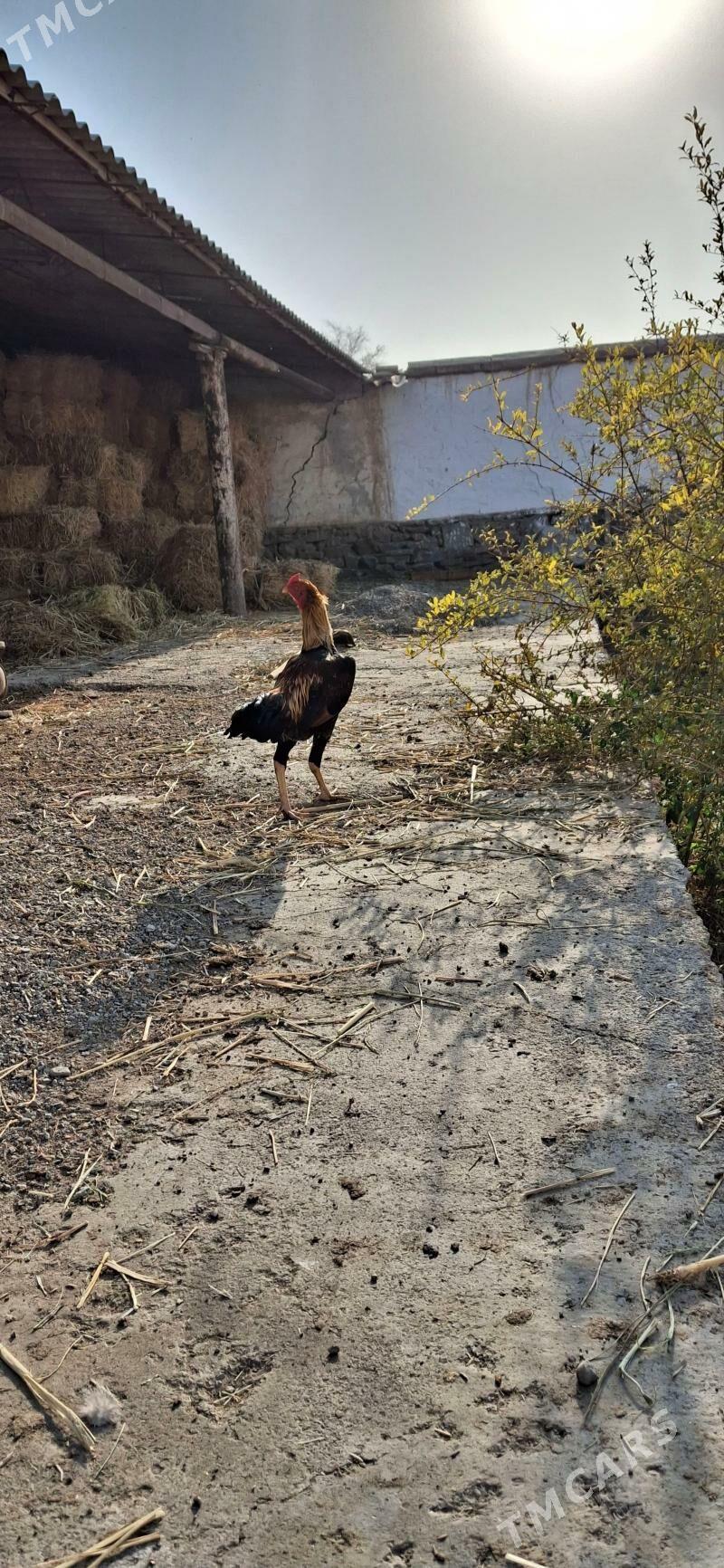 horaz - Койтендаг - img 2