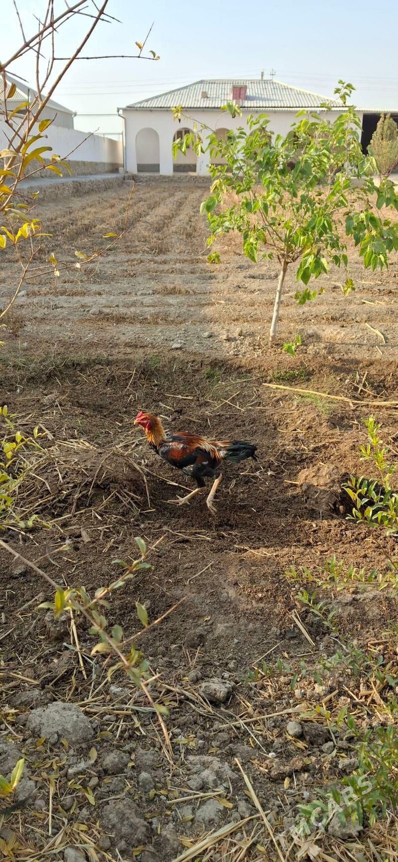 horaz - Койтендаг - img 3