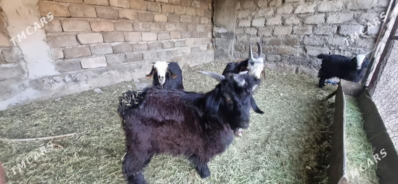 Çebişler - Garadamak - img 2