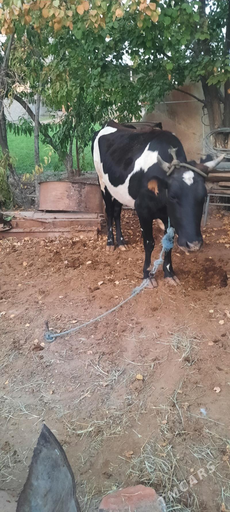 2 sany bogaz sygyr - Çärjew - img 1