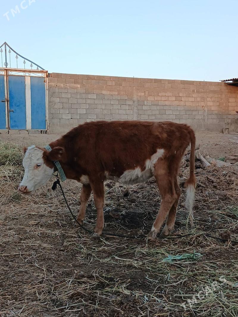 Tuwe Gole - Гёкдепе - img 2