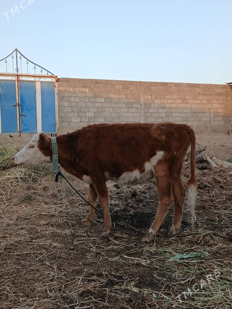 Tuwe Gole - Гёкдепе - img 3