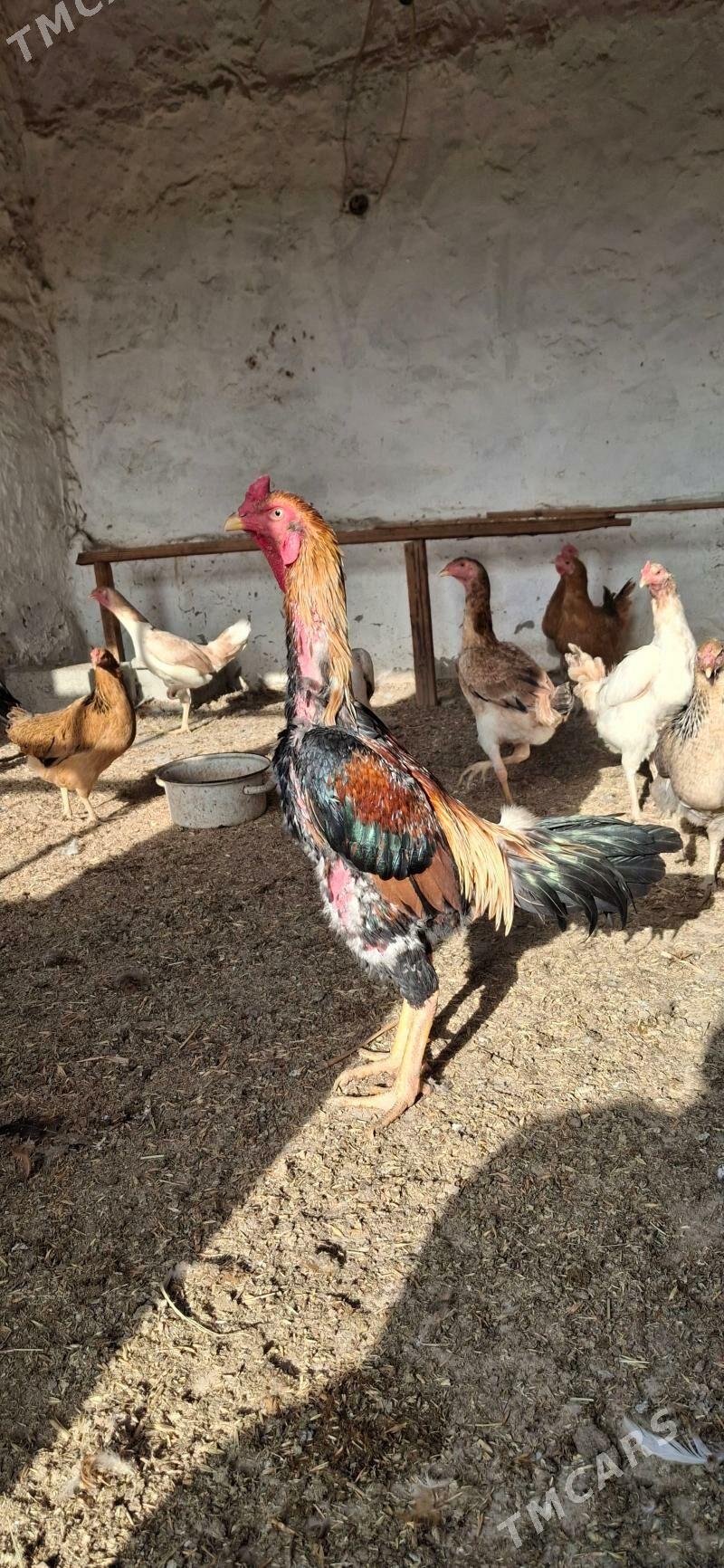 baysok Tashkent horaz - Койтендаг - img 4