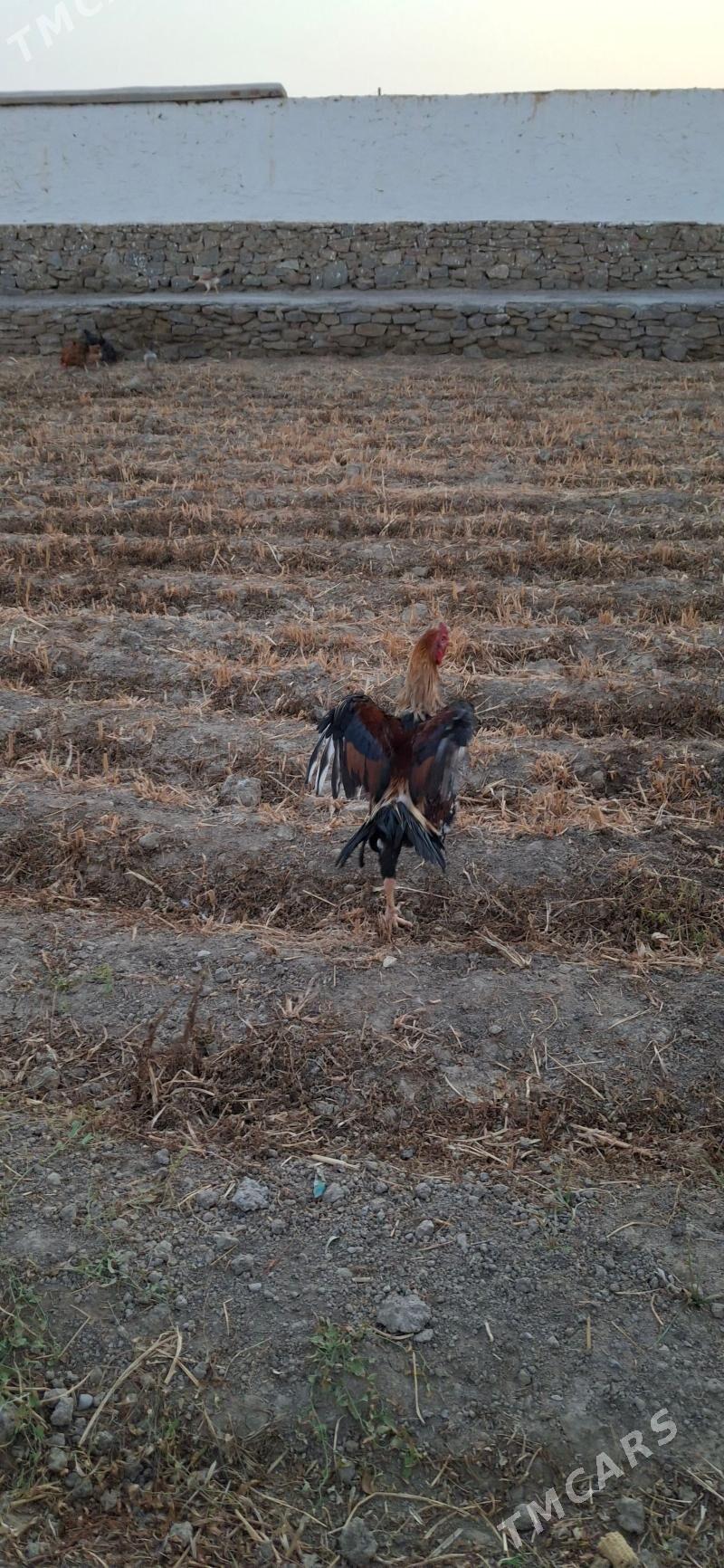 baysok Tashkent horaz - Койтендаг - img 2