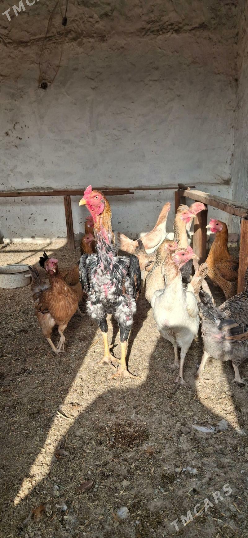 baysok Tashkent horaz - Койтендаг - img 5