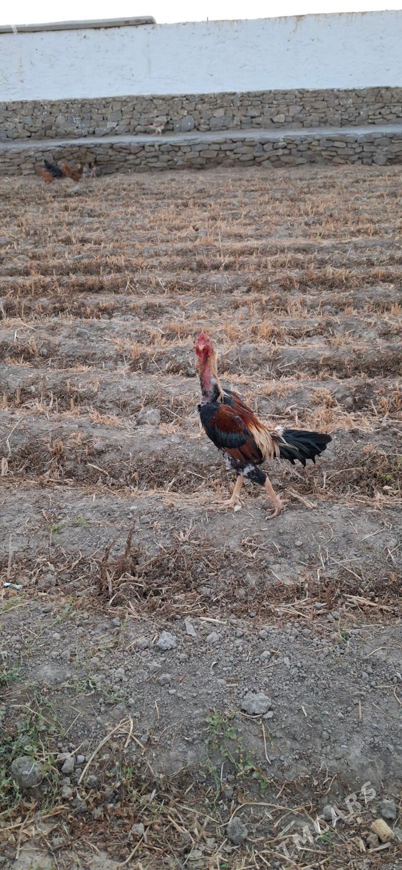 baysok Tashkent horaz - Койтендаг - img 3