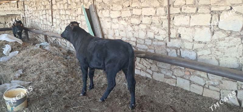 ökiz - Türkmenbaşy - img 5