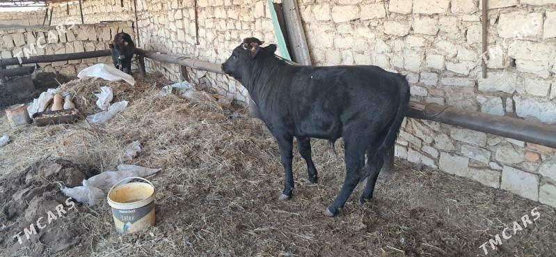 ökiz - Türkmenbaşy - img 4