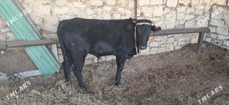 ökiz - Türkmenbaşy - img 6