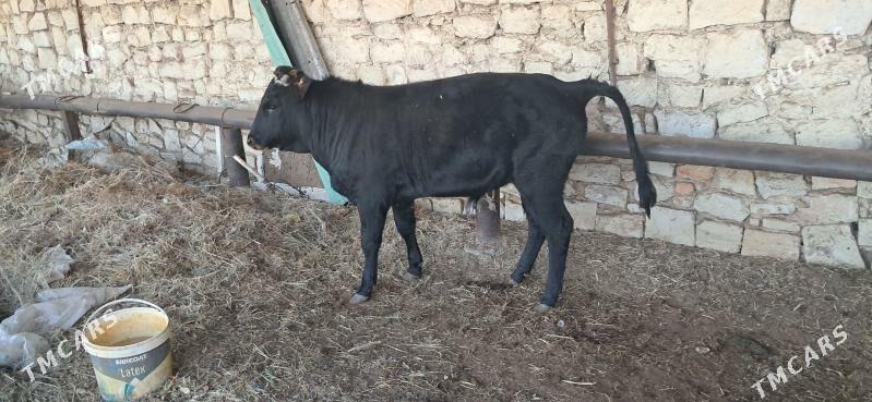 ökiz - Türkmenbaşy - img 1